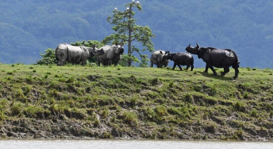 Assam flood in pictures: Third wave submerges 92% of Kaziranga National Park