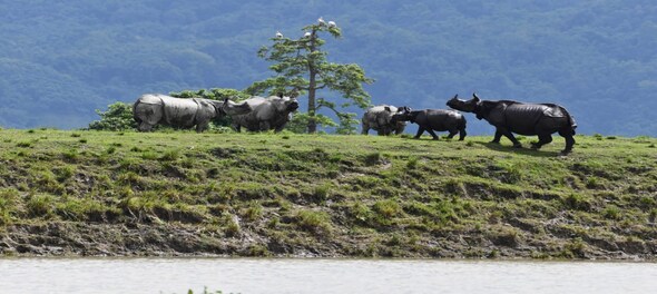 Want to visit Kaziranga National Park this rhino season? It’s the time ...