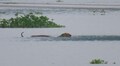 3 tigers fleeing floods in Kaziranga National Park take shelter in fringe villages, rescue teams give safe passage