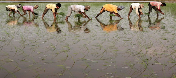 Overall kharif paddy sowing increases 3.38% to 283 lakh hectares so far