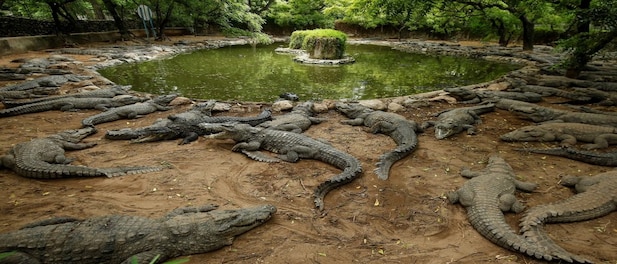 India's largest crocodile park strapped for cash after virus lockdowns