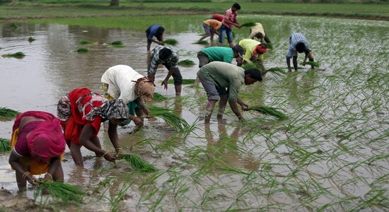 Scanty rains causing kharif sowing lag; lack of irrigation adding to woes