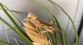 Chemical signal for locust swarming identified in step toward curbing plagues
