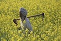 India to continue urea subsidy scheme for three years, earmarks over Rs 3.6 lakh crore