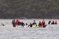 Australian rescuers save 25 of 270 stranded whales so far