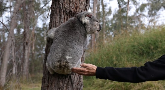 AI is the newest guardian of wildlife; here’s how it's saving koalas and...