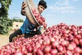 Maharashtra farmer travels 70km to sell 512kg onions, gets cheque for Rs 2
