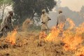 Number of stubble fires in Punjab doubles on Friday, heart ailments increase