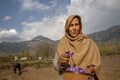 In pictures: From a flower in Kashmir comes a precious spice