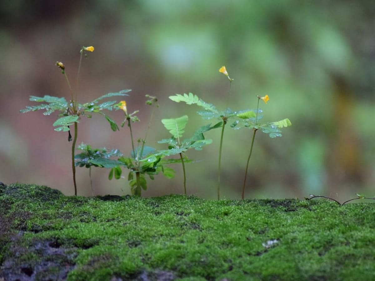 Explained: The IMPT token and why traders believe it is one of the best  upcoming investments - CNBC TV18
