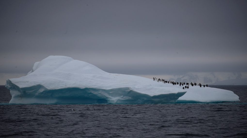 Extinct Sand Tiger Shark Teeth Found In Antarctica Reveal Earth’S ...