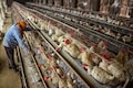 Poultry sector's revenue is expected to grow by 10% in FY24, a report says