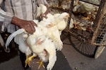 Avian flu outbreak in state-run poultry farm in Kerala's Kottayam