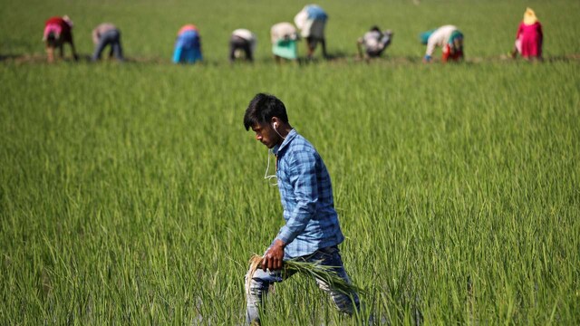 About 1.5 lakh farmers practising natural farming in Himachal to be ...