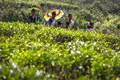 Tea Board asks producers to sell 50% through auctions