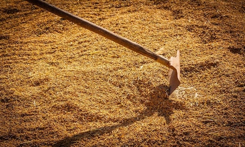 Paddy acreage down 13% so far this kharif season; oilseeds, coarse cereals area up