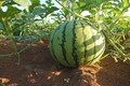 Watermelon crops in acres of land damaged due to unseasonal rain in Bankura