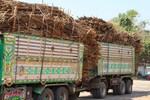 Election sweetener: Cabinet raises sugarcane prices by Rs 10 per quintal
