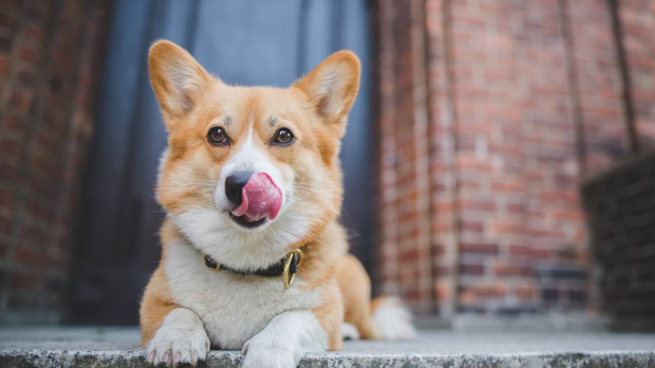 corgi inu price crypto