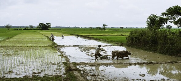 Deficient monsoon delays sowing of summer crops; rain to be normal by mid-July: IMD