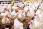 Avian flu outbreak at poultry farm in Ranchi, 920 birds culled