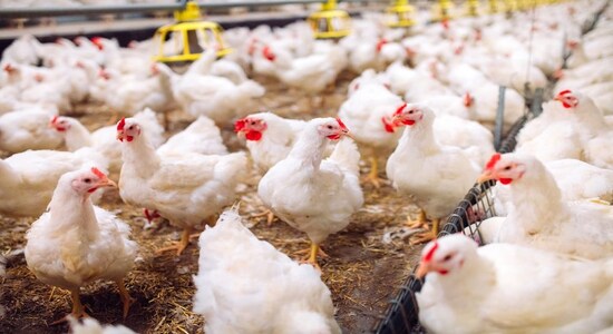 Odisha farm owner files FIR alleging over 60 chickens died due to loud DJ music