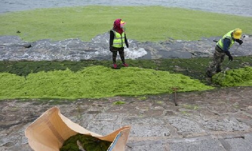 Explained: All you need to know about China’s green algae problem
