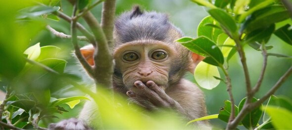 Why is Sri Lanka sending 100,000 monkeys to China
