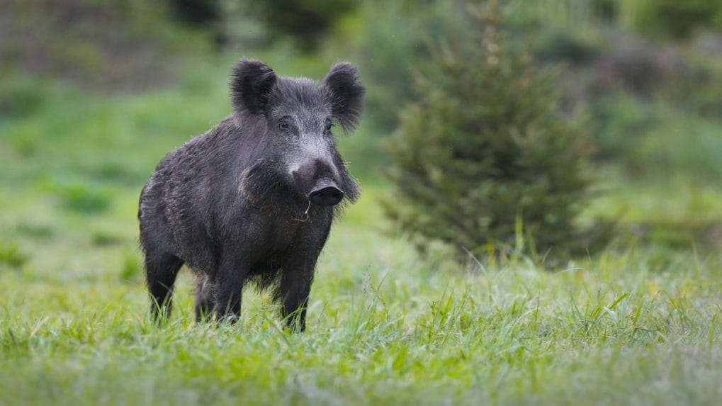 Radioactive wild boars in Germany carry on legacy of Cold War era ...