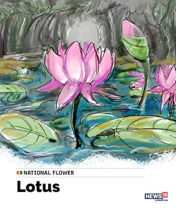 lotus, india national flower, india national symbols, india independence day