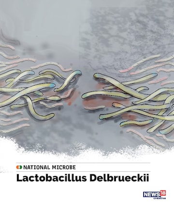 Indian national microbe, Lactobacillus Delbrueckii, indian national symbols, indian independence day
