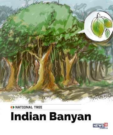 India's national tree, indian banyan, indian national symbols, indian independence day