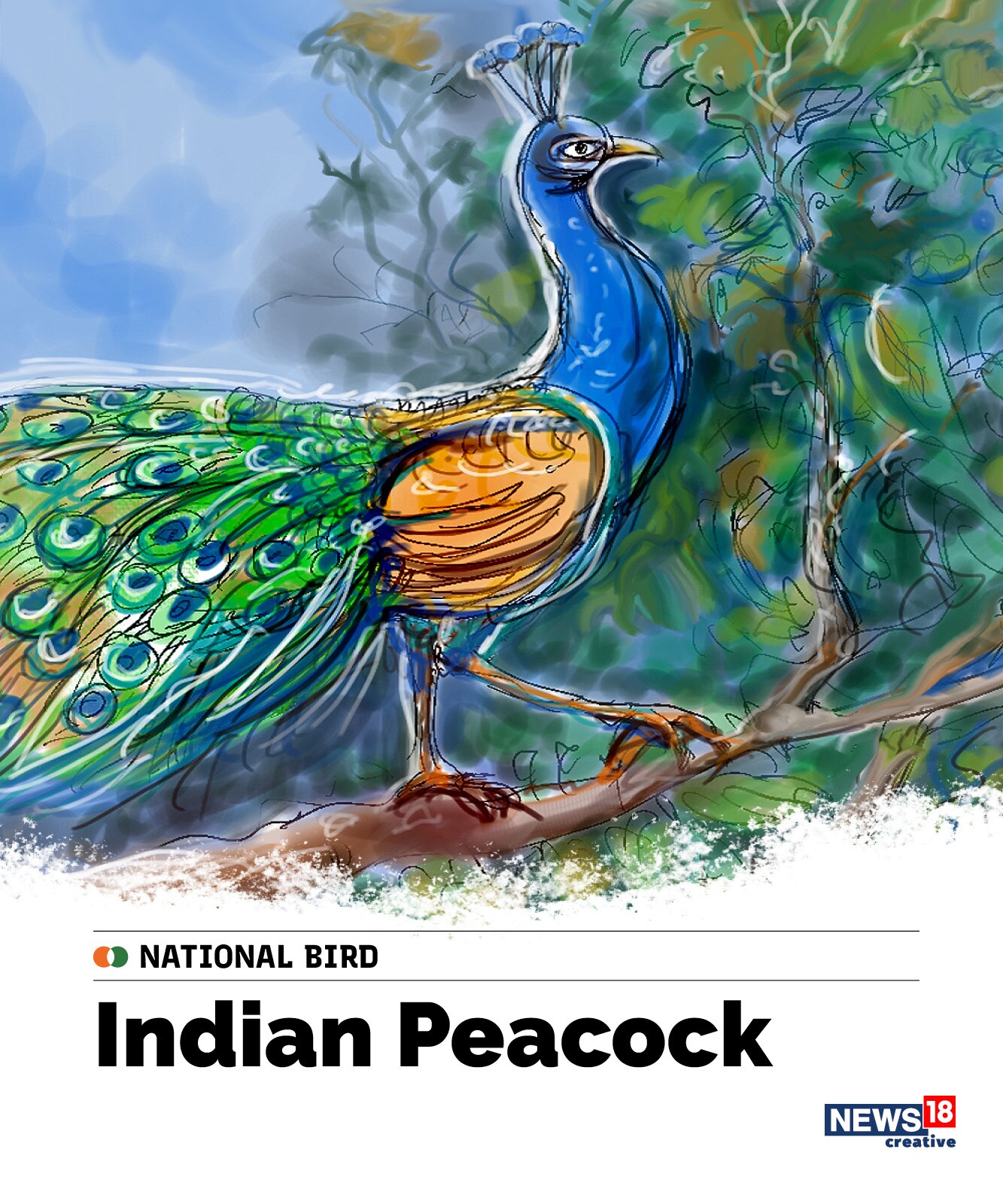 Indian peacock, indian national bird, indian national symbols, indian independence day