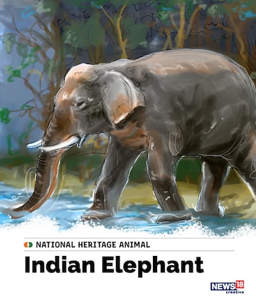 Indian elephant, india naitonal heritage animal, india national symbols, india independence day