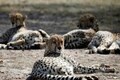 Cheetah reintroduction requires at least 7 helipads to come up in and around Kuno National Park