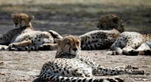 India signs pact with South Africa to bring 12 cheetahs to Madhya Pradesh's Kuno National Park