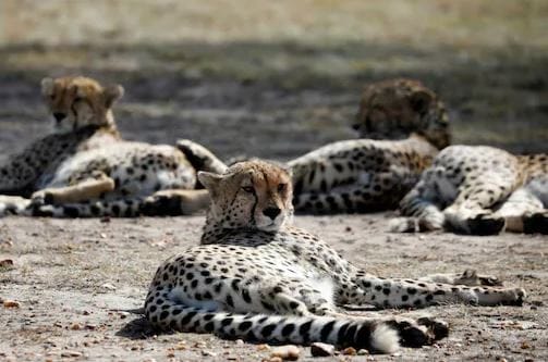 How Cheetahs Got Extinct From India, How The Govt Plans To Bring Them Back