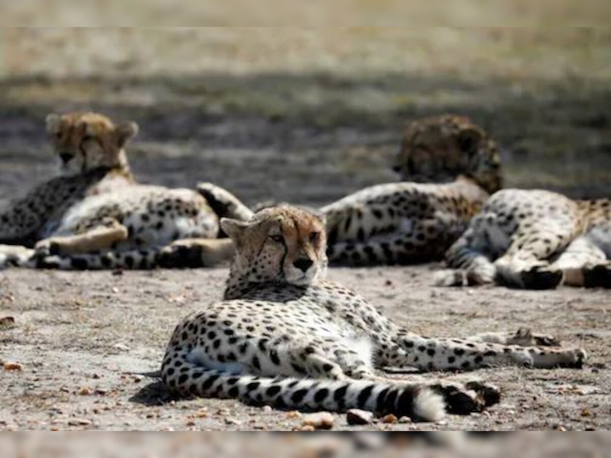 How Cheetahs Got Extinct From India, How The Govt Plans To Bring Them Back