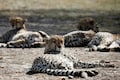 Here’s your chance to view the cheetahs from Namibia free — just win these MyGov contests