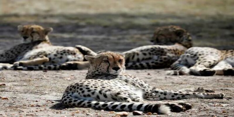 Here’s your chance to view the cheetahs from Namibia free — just win these MyGov contests