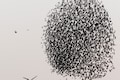 Slideshow | Watch the magic of murmuration of starlings over Israel