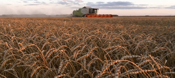 Punjab farmers' unions slams Centre, calls ban on wheat exports 'anti-farmer' move