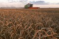 Wheat prices at 14-year high globally as India bans export