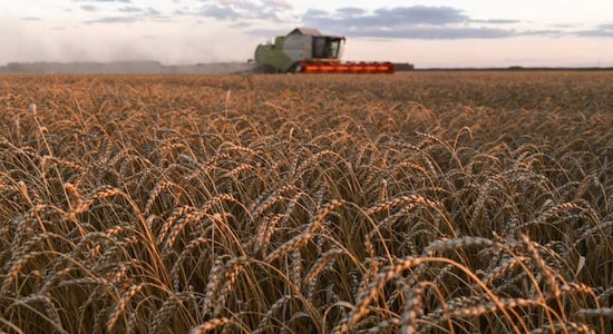 Wheat prices at 14-year high globally as India bans export
