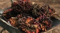 India asks Indonesia to raise palm oil supply as prices spike