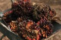Indonesia to resume palm oil exports from May 23
