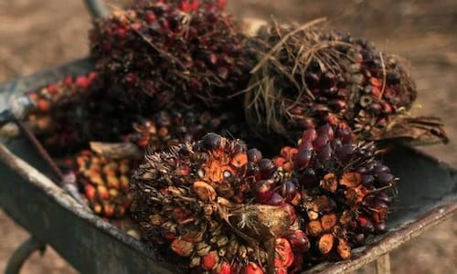 India's January palm oil imports dip over 29%: SEA