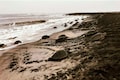 Olive Ridley wave sweeps Odisha's Gahirmatha beach, incredible photos here