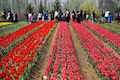 Stunning photos of Asia's largest Tulip garden; Jammu and Kashmir puts up spectacular show