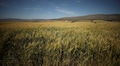 Farmers and traders seek lifting of wheat export ban amid rural distress